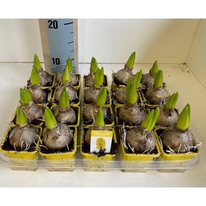 7 cm Hyacint Gipsy Princess