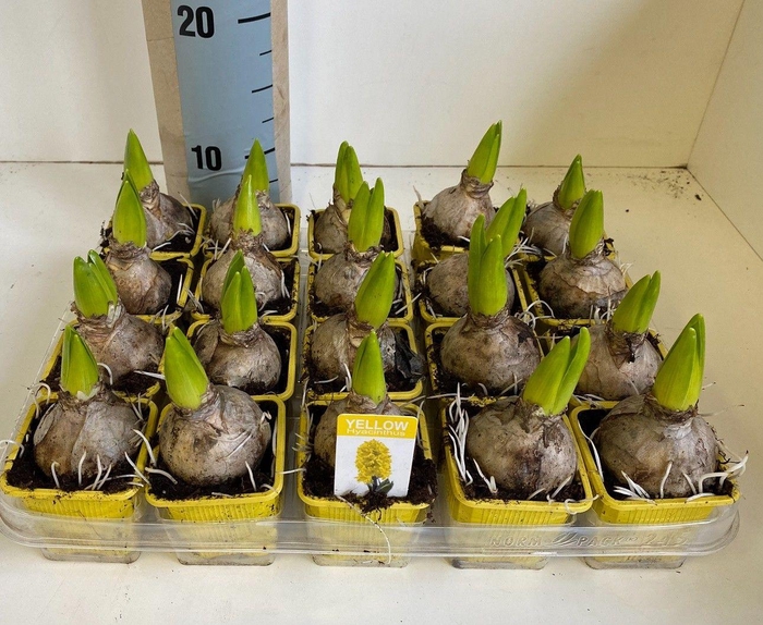 <h4>7 cm Hyacint Gipsy Princess</h4>