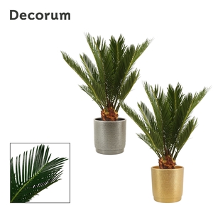 Cycas revoluta 12 cm, 6+ veren in Gabriël (Deco-collection)