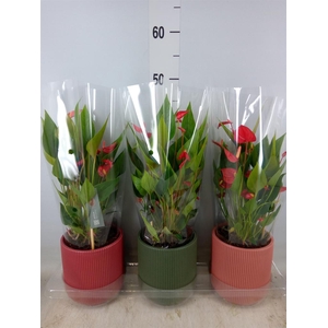 Anthurium   ...mix