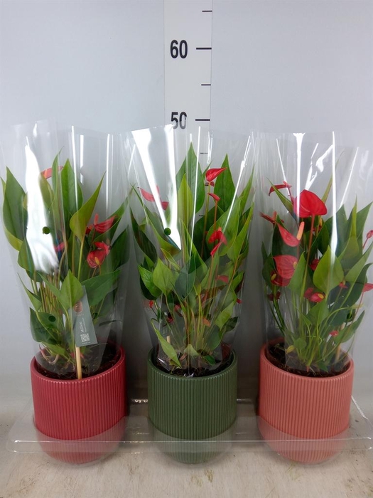<h4>Anthurium   ...mix</h4>