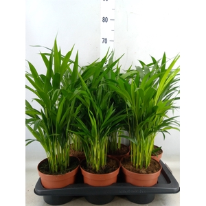 Dypsis lutescens   ...Chrysalidoca