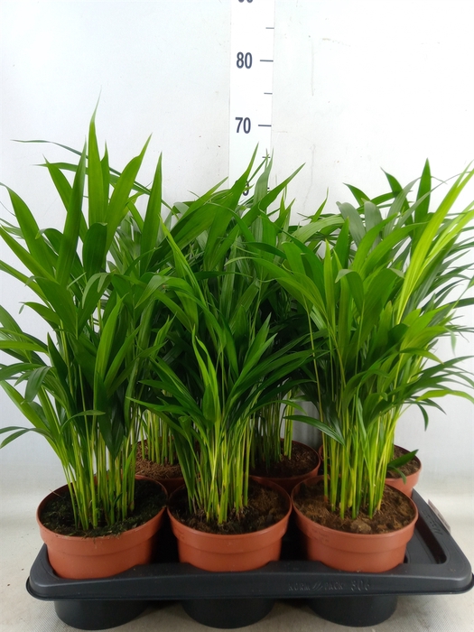<h4>Dypsis lutescens   ...Chrysalidoca</h4>