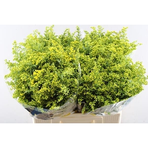 Solidago Carzan Glory L 60/30