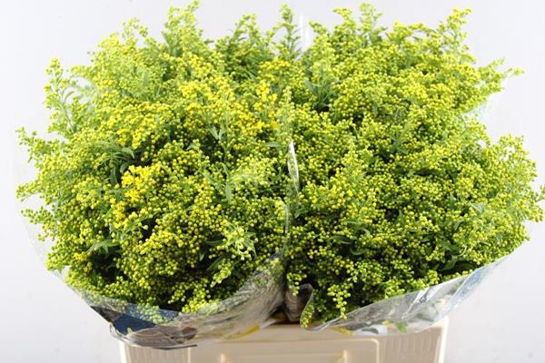 <h4>Solidago Carzan Glory L 60/30</h4>
