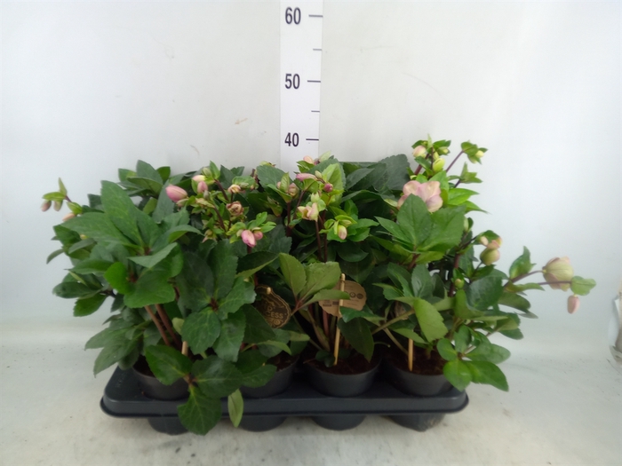 <h4>Helleborus x hybr. 'Red Princess'</h4>