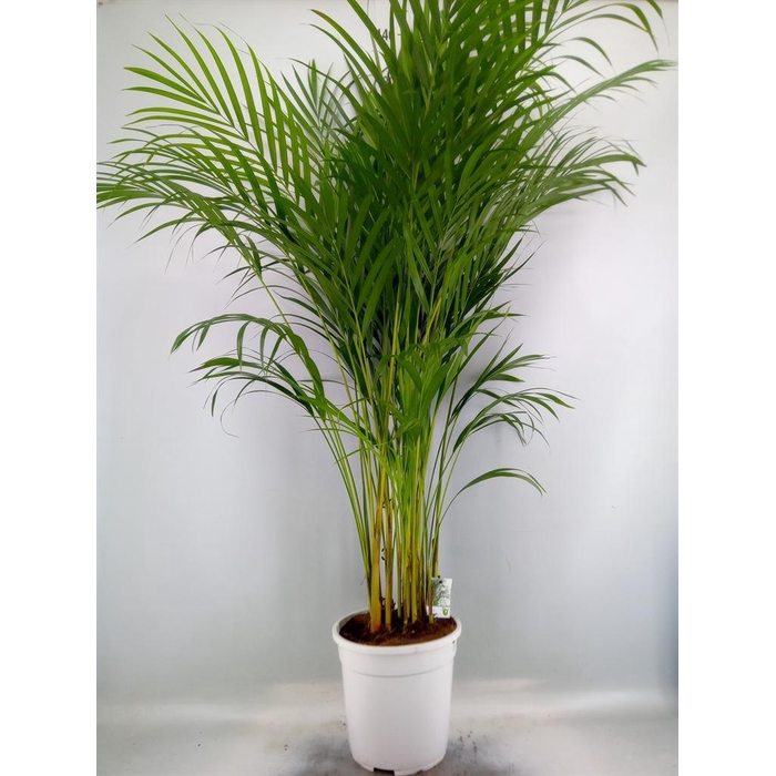 <h4>Dypsis lutescens   ...Chrysalidoca</h4>