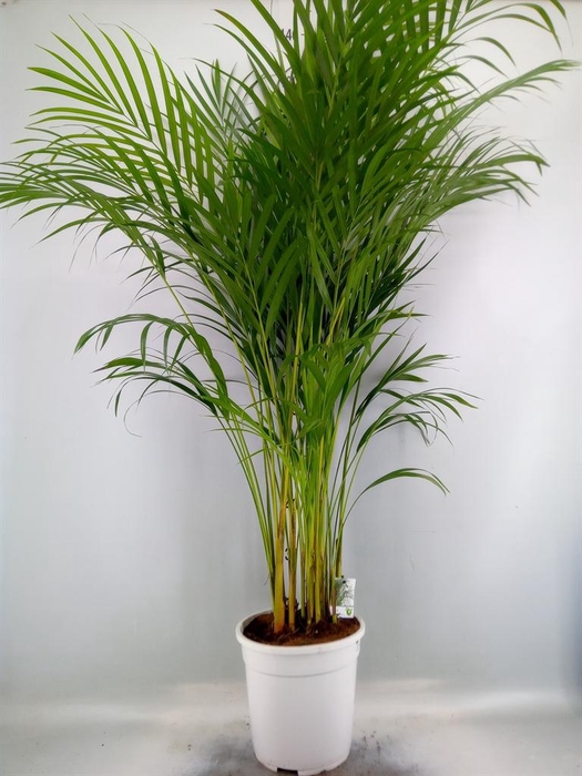 Dypsis lutescens   ...Chrysalidoca