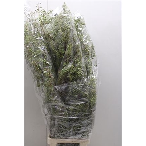 Rosa Corallo 120cm Extra