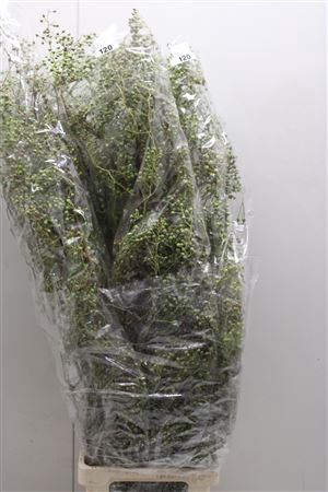 <h4>Rosa Corallo 120cm Extra</h4>