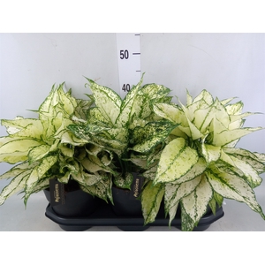 Aglaonema  'White Kiwi'