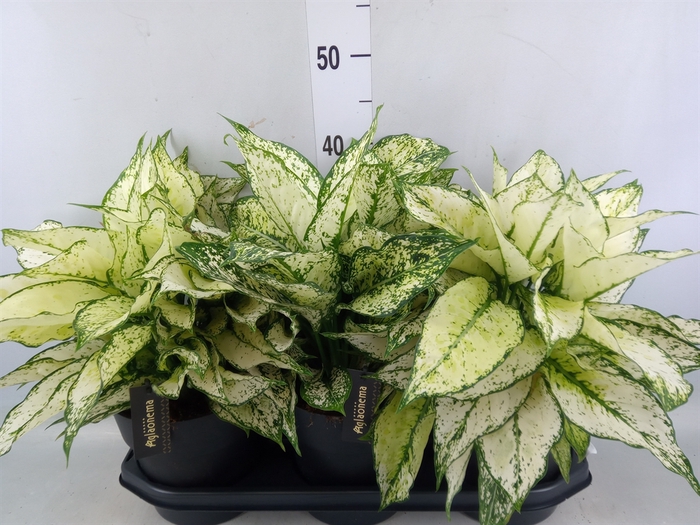 <h4>Aglaonema  'White Kiwi'</h4>