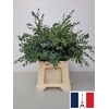 EUC PARVIFOLIA PB -ZA-SUPER