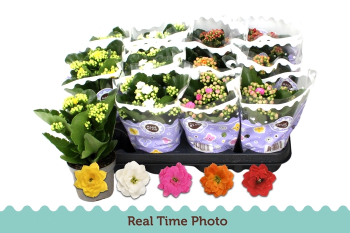 <h4>KAL GE GEM 5 KL</h4>