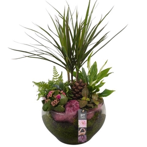 PTHG3408 Arrangementen kamerplanten
