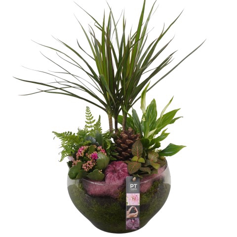 <h4>PTHG3408 Arrangementen kamerplanten</h4>