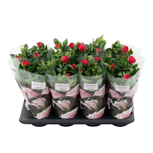 Nolina Roses Ø 13 cm Dark pink