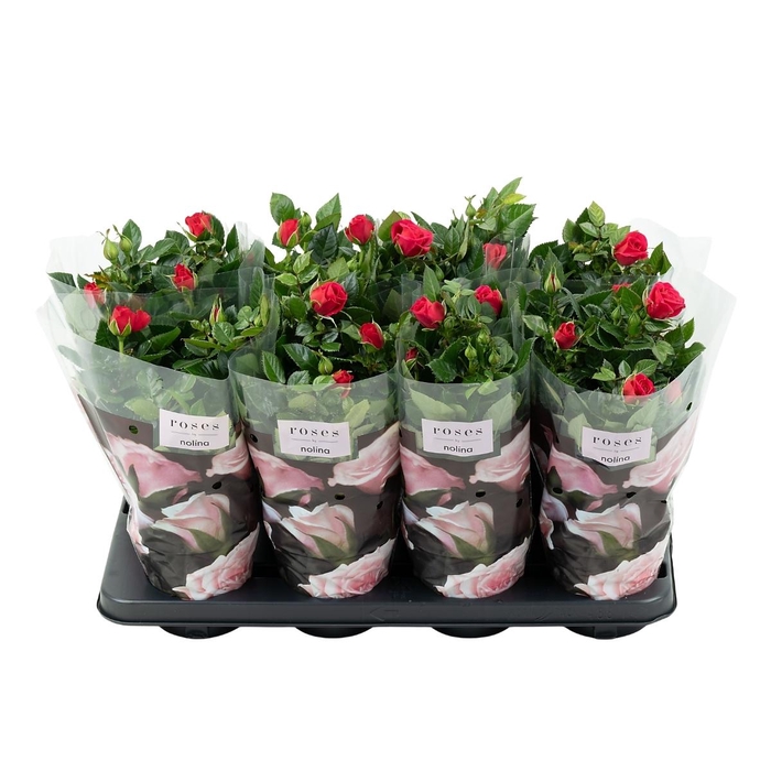 <h4>Nolina Roses Ø 13 cm Dark pink</h4>