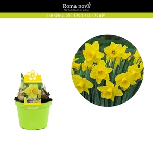 Narcissus Lucky Number 12cm