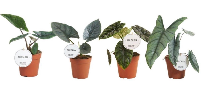 <h4>Alocasia Mix Laag</h4>