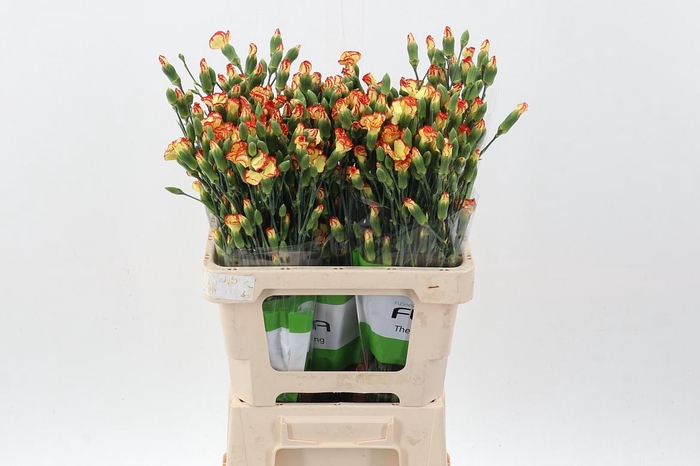 <h4>Di Lala Bonita x20</h4>