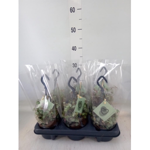 Ceropegia woodii ssp. woodii