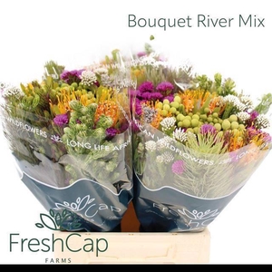 Kaaps Groe Gem In Bs