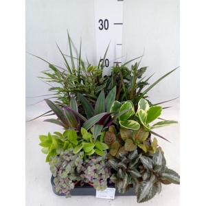 Planten  ..mix