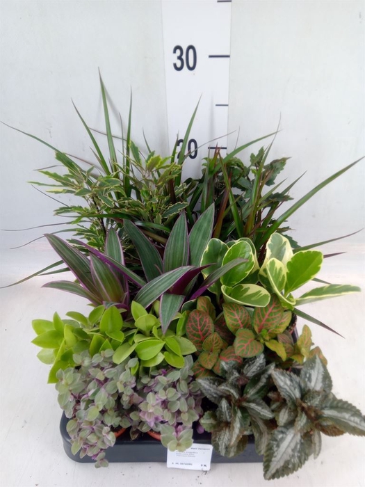<h4>Planten  ..mix</h4>