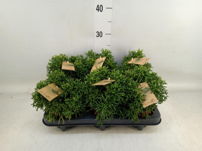 <h4>Rhipsalis   ...</h4>