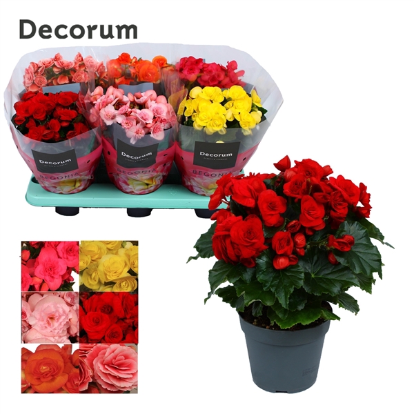 <h4>Begonia mix 14 cm (5 kleuren) Decorum</h4>