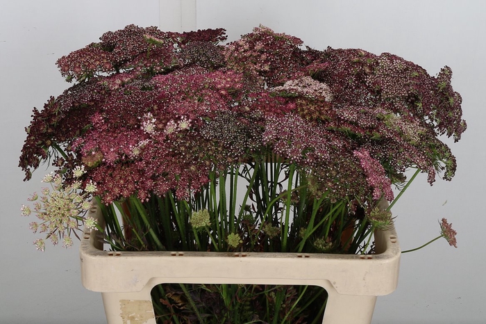 <h4>Daucus Carota Dara</h4>