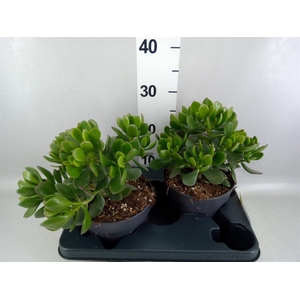Crassula  'Minova Magic'