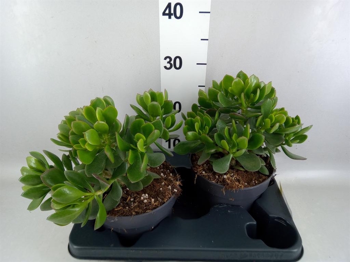 <h4>Crassula 'Minova Magic'</h4>
