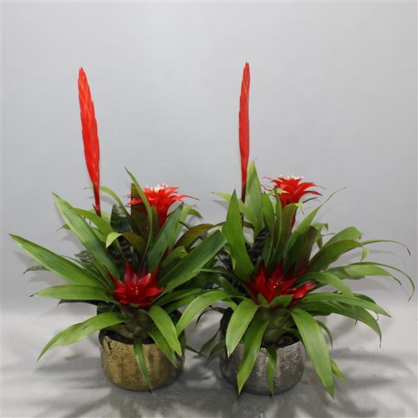 <h4>Bromelia Coupe Exotic 16CM Royal X-Mass Goud & Zilver</h4>