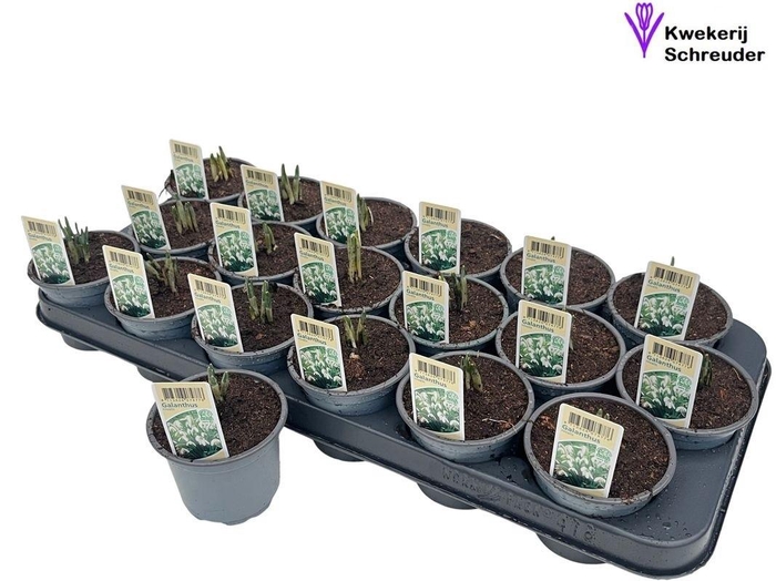 GALANTHUS NIV IN POT