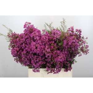 Chamelaucium Ariel