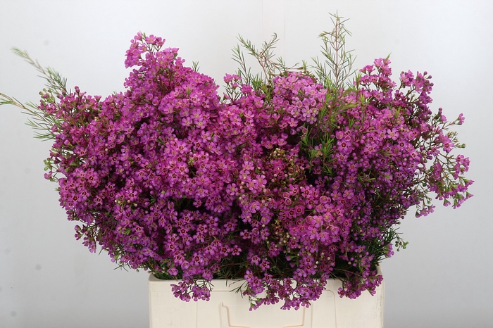 <h4>Chamelaucium Ariel</h4>