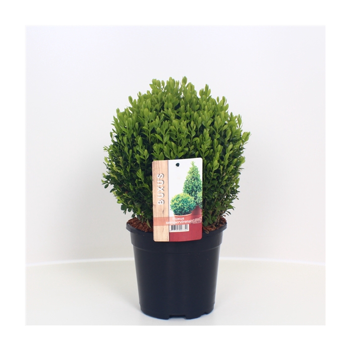 <h4>Buxus sempervirens bol</h4>