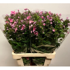 PHLOX P KIKI