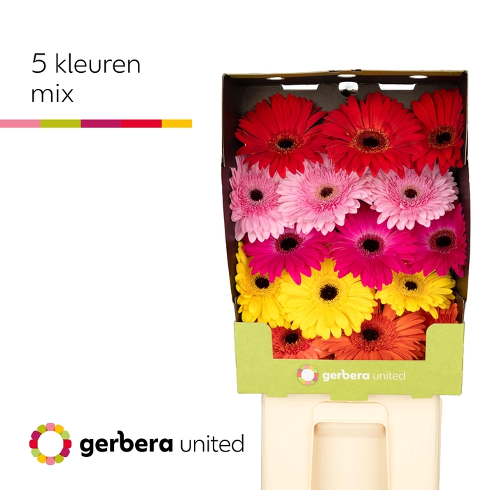 <h4>Gerbera Mix 5 kleuren Diamond</h4>