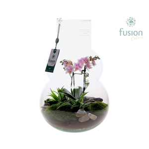 Green Bottle Olaf Large met Phalaenopsis arrangement