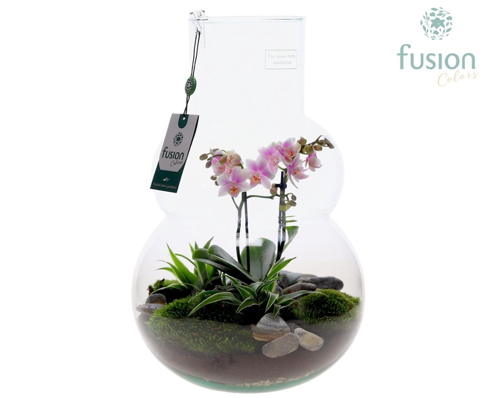 <h4>Green Bottle Olaf Large met Phalaenopsis arrangement</h4>