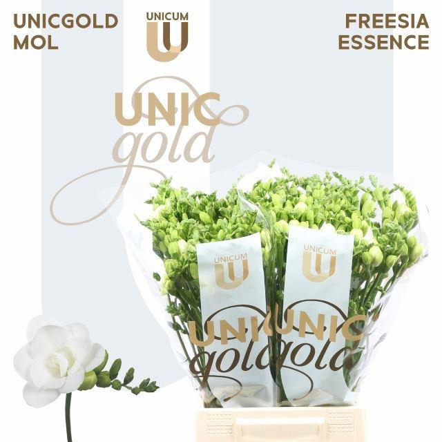 <h4>Freesia du Essence</h4>