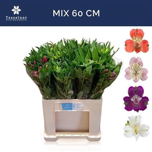 Alstoemeria gemengd in fust