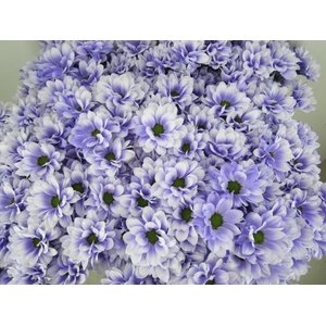 Chr T Bacardi Pastel Lilac