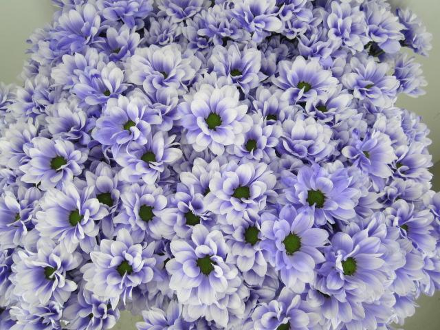 <h4>Chr T Bacardi Pastel Lilac</h4>