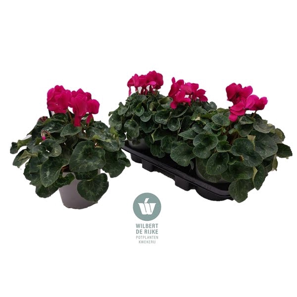 <h4>Cyclamen Mammoth DarkViolet</h4>