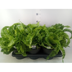 Asplenium antiquum 'Hurricane'