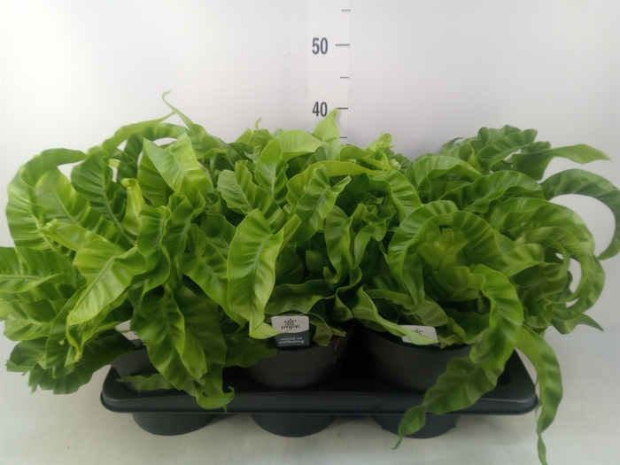<h4>Asplenium antiquum 'Hurricane'</h4>